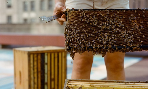 a beekeeper attending to a hive